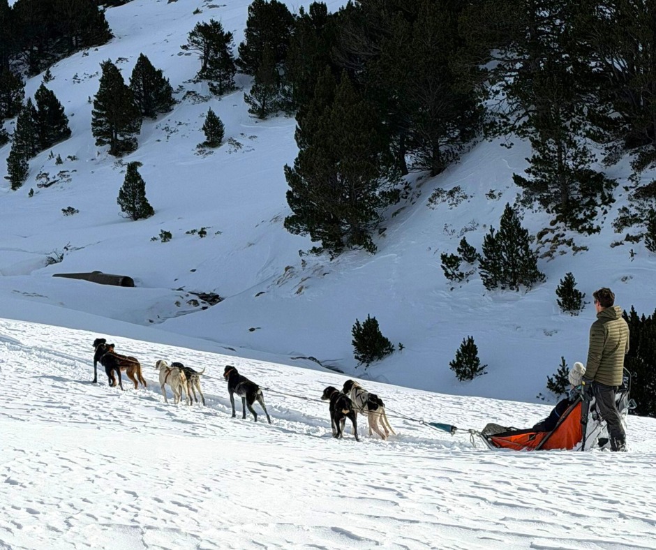 chien-de-traineau-saint-lary